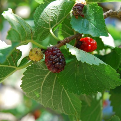 Morus nigra, Svart Mullbär