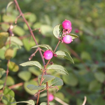 Symphoricarpos × chenaultii Hancock