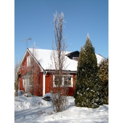 Fagus sylvatica Dawyck Gold