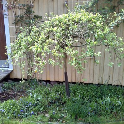 Salix caprea Kilmarnock / Pendula, Hängsälg