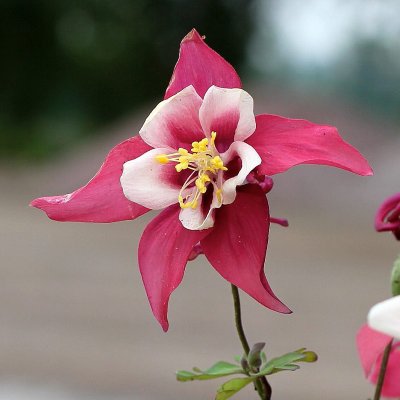 Aquilegia hybr. Spring Magic Pink & White