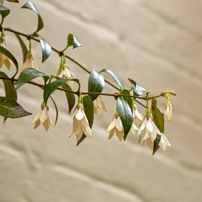 Ampelopsis glandulosa var. heterophylla Elegans, Silvervin