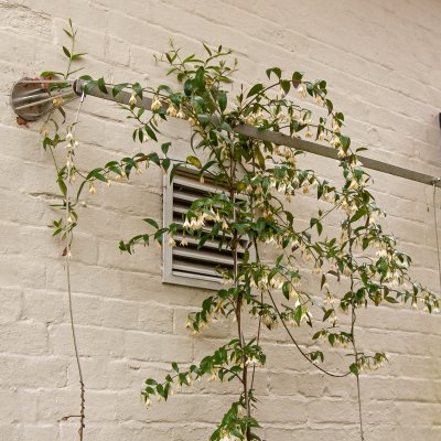 Ampelopsis glandulosa var. heterophylla Elegans, Silvervin