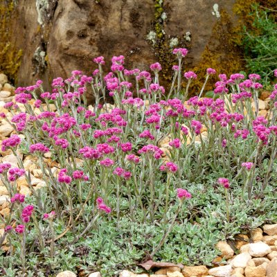 Antennaria dioica Rotes Wunder