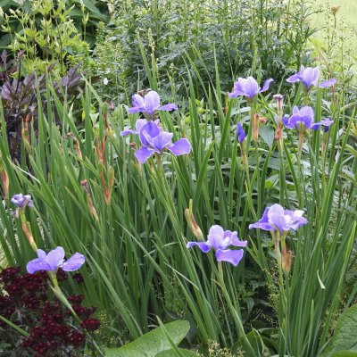 Iris sibirica Silver Edge, Rabattiris