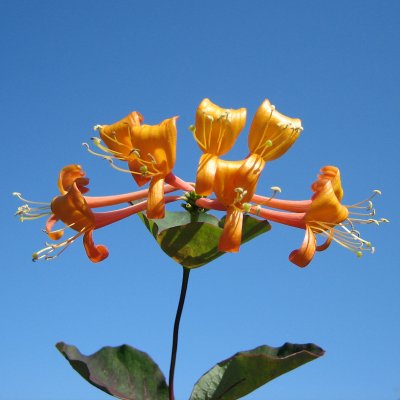 Lonicera periclymenum Mandarin
