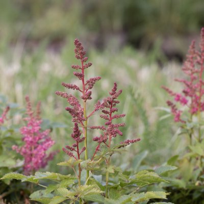 Astilbe arendsii Drum and Bass ®