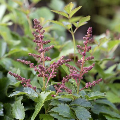 Astilbe arendsii Drum and Bass ®
