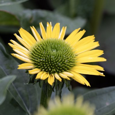 Echinacea hybr. SunSeekers ® Citrus