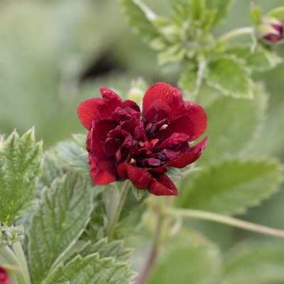Potentilla Flambeau, Fingerört
