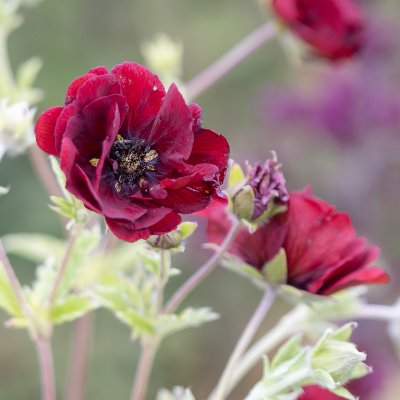 Potentilla Flambeau, Fingerört