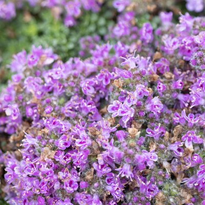 Thymus praecox Compacta