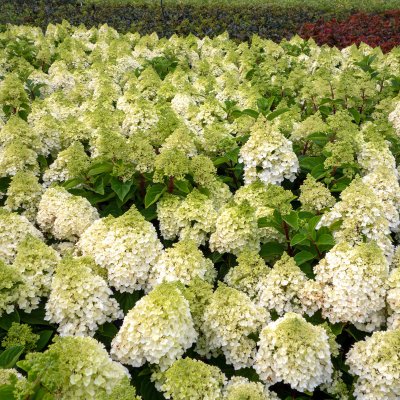 Hydrangea paniculata Little Hottie ®