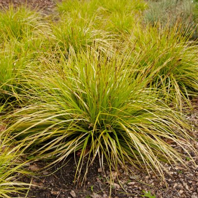 Carex oshimensis EverColor ® Everillo