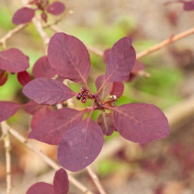 Cotinus coggygria Dusky Maiden ®