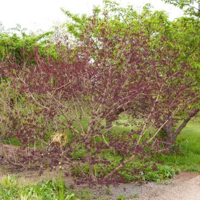 Cotinus coggygria Dusky Maiden ®