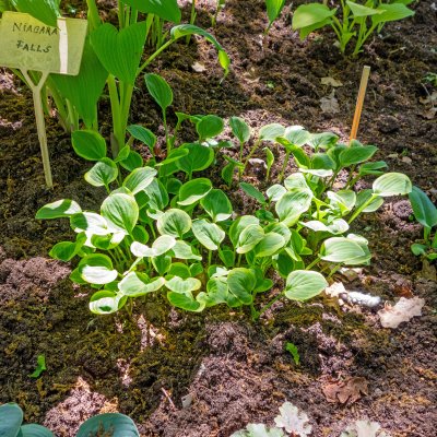 Hosta fortunei Golden Tiara