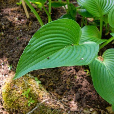 Hosta elata