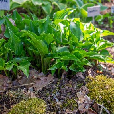 Hosta lancifolia, Höstfunkia