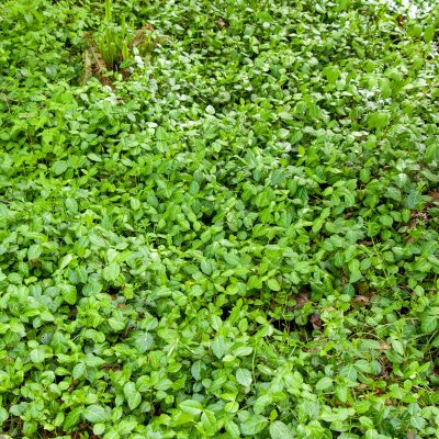 Euonymus fortunei Dart´s Blanket