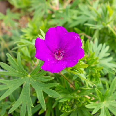 Geranium Tiny Monster