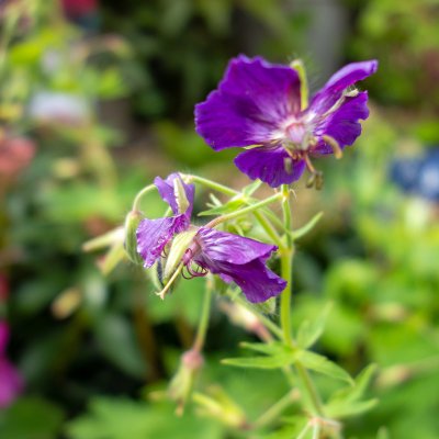Geranium phaeum Lily Lovell