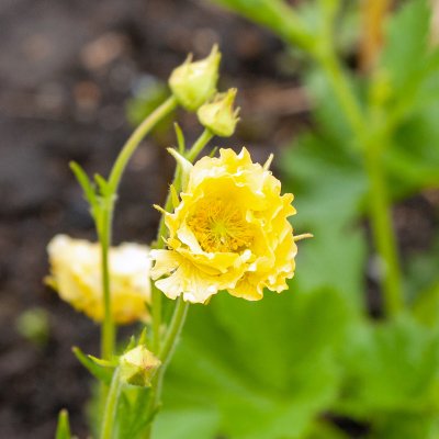 Geum hybr. Cocktail ™ Gimlet, Trädgårdsnejlikrot