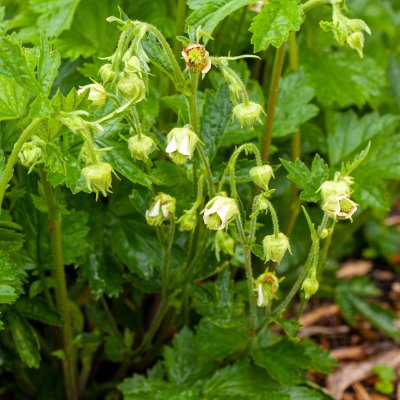 Geum rivale Album