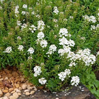Iberis sempervirens Schneeflocke (Snowflake)