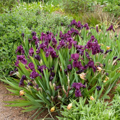 Iris pumila Cherry Garden