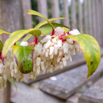 Leucothoe keiskei Royal Ruby