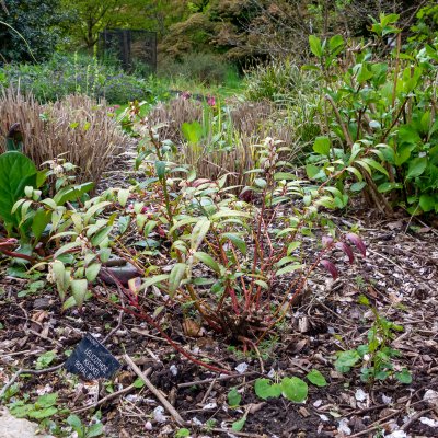 Leucothoe keiskei Royal Ruby
