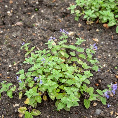 Nepeta racemosa Little Titch