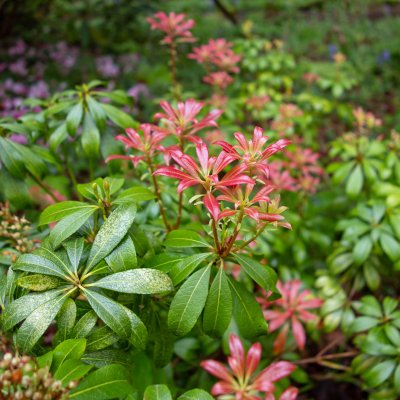 Pieris japonica Bonfire