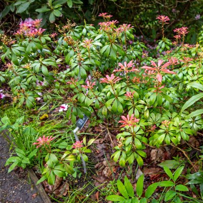 Pieris japonica Bonfire