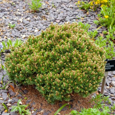 Pinus heldreichii Smidtii
