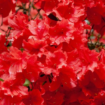 Rhododendron obtusum Orange Beauty
