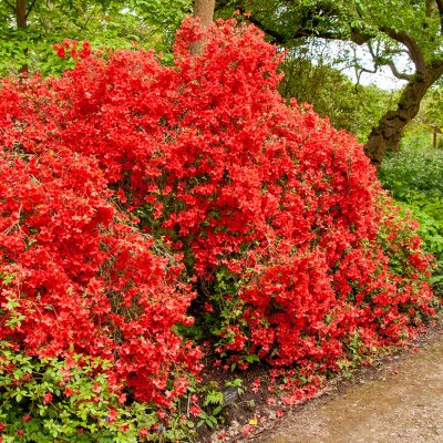 Rhododendron obtusum Orange Beauty