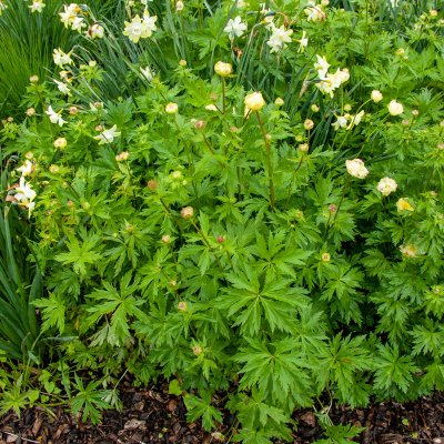 Trollius x cultorum New Moon, Trädgårdssmörboll