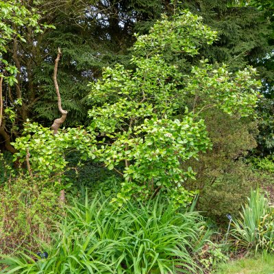 Viburnum x burkwoodii Anne Russell