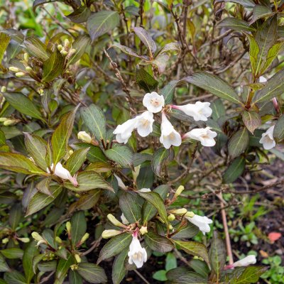 Weigela Black And White
