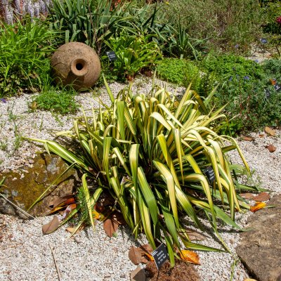 Yucca flaccida Golden Sword