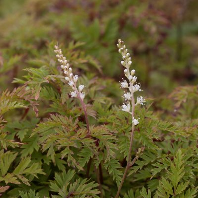 Aruncus aethusifolius Elegance