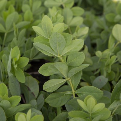 Baptisia australis Blueberry Sundae