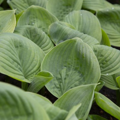 Hosta hybr. Avocado