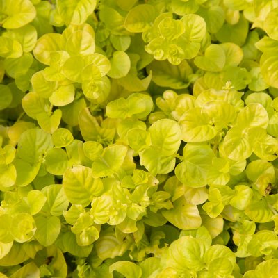 Lysimachia nummularia Goldilocks