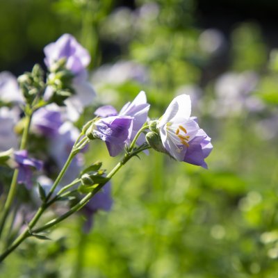 Polemonium caeruleum Hopleys, Blågull