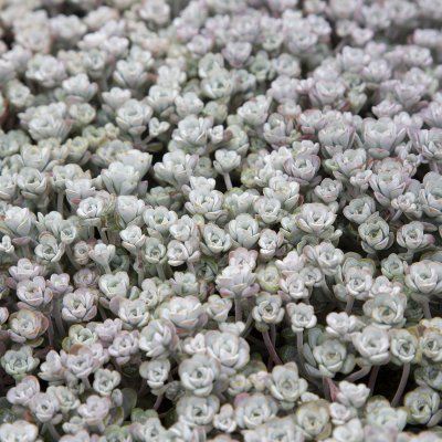 Sedum spathulifolium Cape Blanco