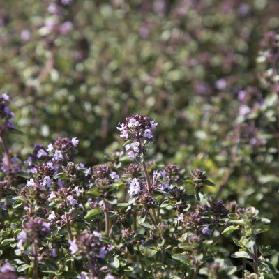 Thymus vulgaris Silver Posie