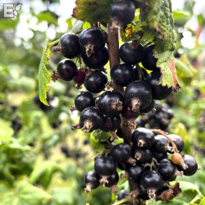 Ribes nigrum Balsgård Martin E, Svarta Vinbär, busk C3,5